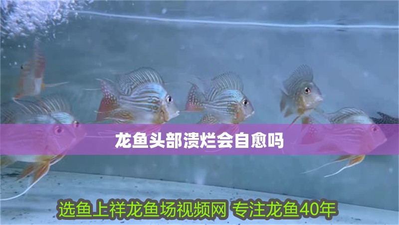 龍魚頭部潰爛會自愈嗎