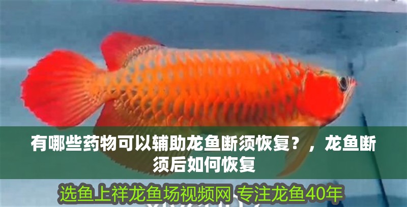 有哪些藥物可以輔助龍魚斷須恢復？，龍魚斷須后如何恢復
