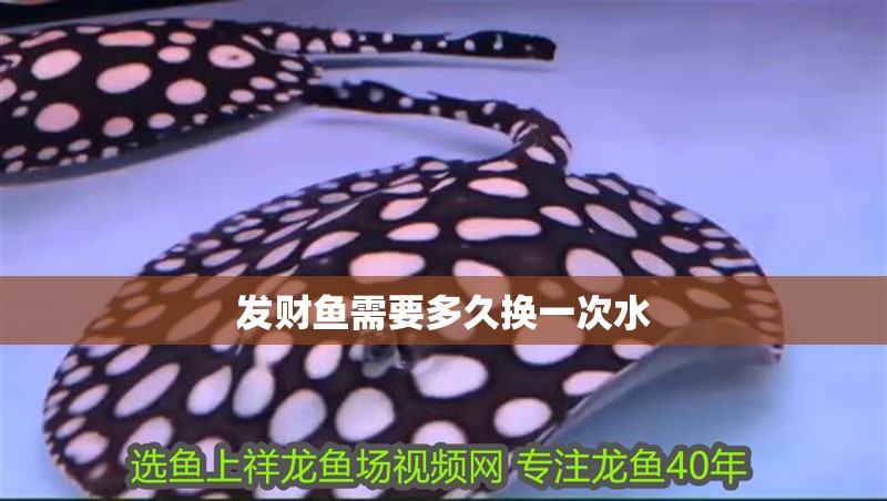 發(fā)財魚需要多久換一次水