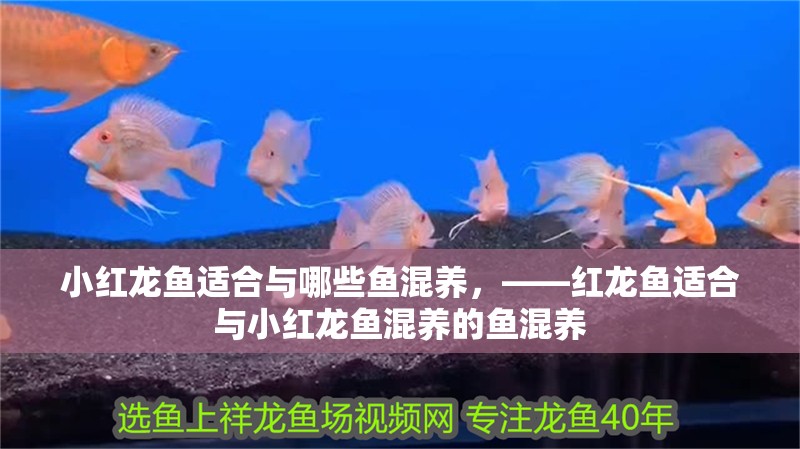 小紅龍魚適合與哪些魚混養，——紅龍魚適合與小紅龍魚混養的魚混養