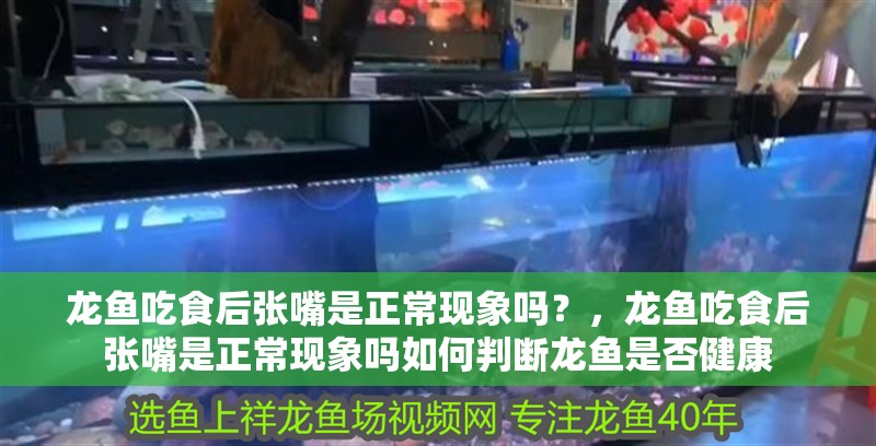 龍魚吃食后張嘴是正?，F象嗎？，龍魚吃食后張嘴是正常現象嗎如何判斷龍魚是否健康