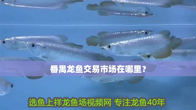 番禺龍魚交易市場在哪里?