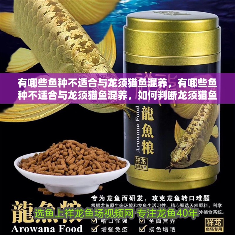 有哪些魚種不適合與龍須貓魚混養，有哪些魚種不適合與龍須貓魚混養，如何判斷龍須貓魚是否受到威脅