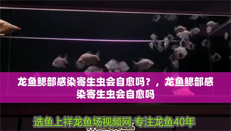 龍魚鰓部感染寄生蟲會(huì)自愈嗎?,龍魚鰓部感染寄生蟲會(huì)自愈嗎