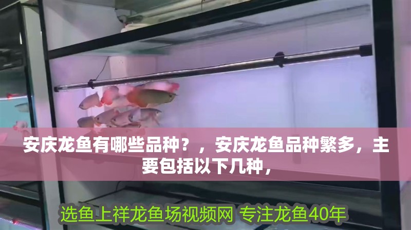 安慶龍魚(yú)有哪些品種？，安慶龍魚(yú)品種繁多，主要包括以下幾種，