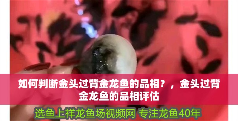 如何判斷金頭過背金龍魚的品相?,金頭過背金龍魚的品相評估