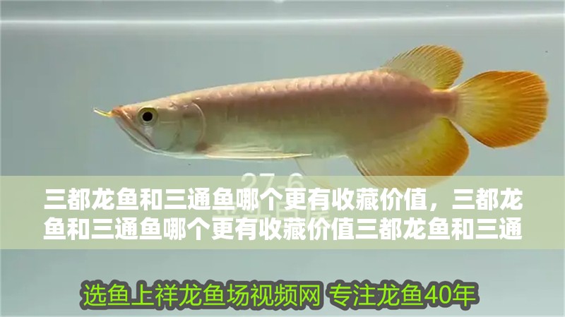 三都龍魚和三通魚哪個更有收藏價值，三都龍魚和三通魚哪個更有收藏價值三都龍魚和三通魚哪個更受歡迎