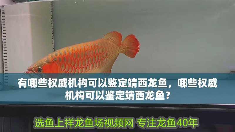 有哪些權威機構可以鑒定靖西龍魚，哪些權威機構可以鑒定靖西龍魚？