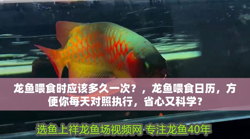 龍魚喂食時應該多久一次？，龍魚喂食日歷，方便你每天對照執行，省心又科學？