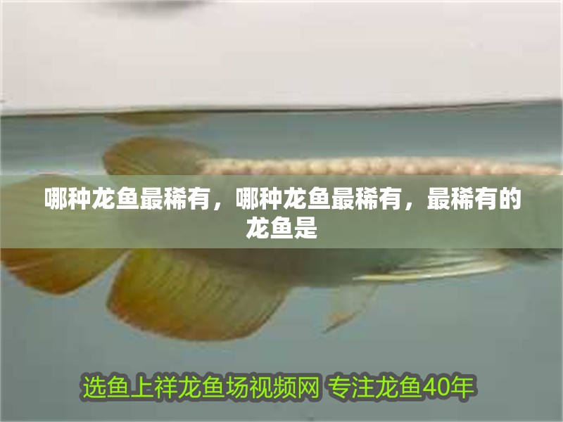哪種龍魚最稀有，哪種龍魚最稀有，最稀有的龍魚是
