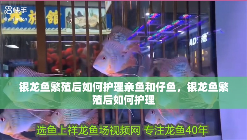 銀龍魚繁殖后如何護理親魚和仔魚，銀龍魚繁殖后如何護理