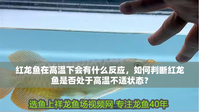 紅龍魚在高溫下會有什么反應，如何判斷紅龍魚是否處于高溫不適狀態？