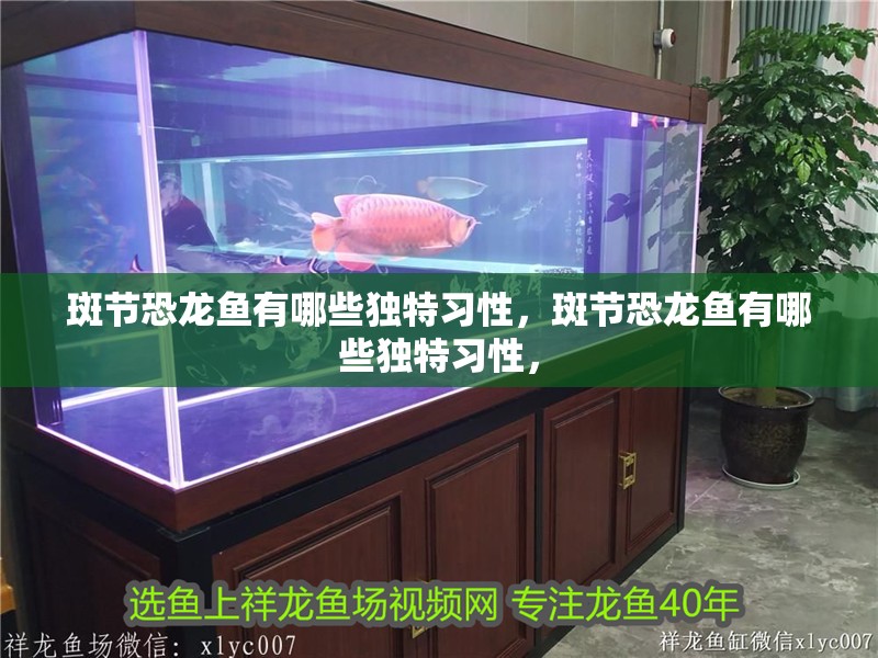 斑節恐龍魚有哪些獨特習性，斑節恐龍魚有哪些獨特習性，