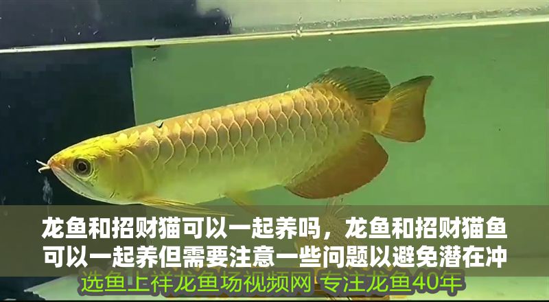 龍魚和招財貓可以一起養嗎，龍魚和招財貓魚可以一起養但需要注意一些問題以避免潛在沖突