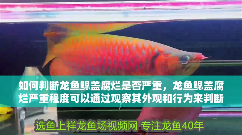 如何判斷龍魚鰓蓋腐爛是否嚴重，龍魚鰓蓋腐爛嚴重程度可以通過觀察其外觀和行為來判斷