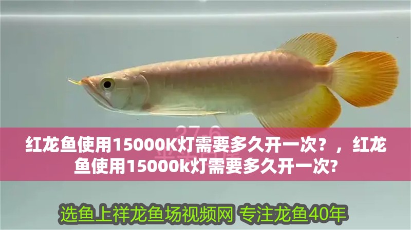 紅龍魚使用15000K燈需要多久開一次？，紅龍魚使用15000k燈需要多久開一次?
