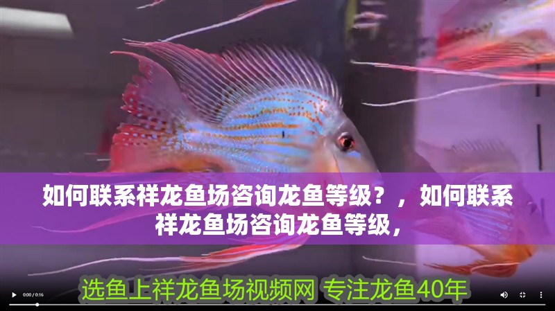 如何聯系祥龍魚場咨詢龍魚等級？，如何聯系祥龍魚場咨詢龍魚等級，