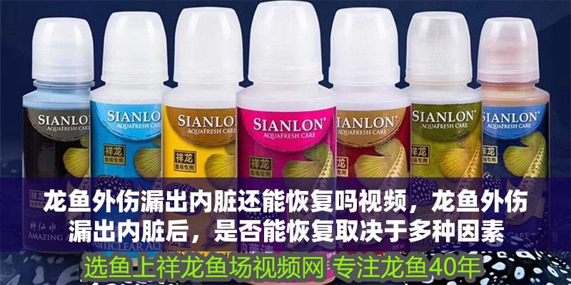 龍魚外傷漏出內臟還能恢復嗎視頻，龍魚外傷漏出內臟后，是否能恢復取決于多種因素