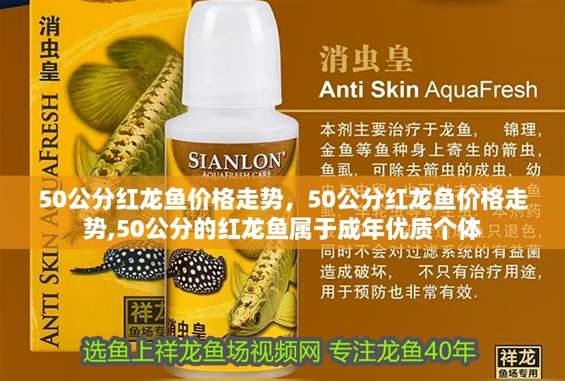 50公分紅龍魚價格走勢，50公分紅龍魚價格走勢,50公分的紅龍魚屬于成年優質個體