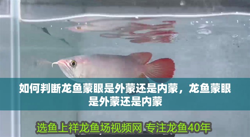 如何判斷龍魚蒙眼是外蒙還是內蒙，龍魚蒙眼是外蒙還是內蒙