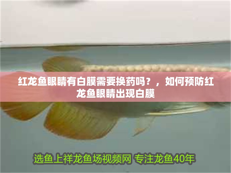 紅龍魚眼睛有白膜需要換藥嗎？，如何預防紅龍魚眼睛出現白膜