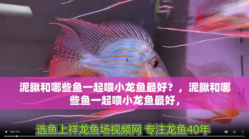 泥鰍和哪些魚一起喂小龍魚最好？，泥鰍和哪些魚一起喂小龍魚最好，