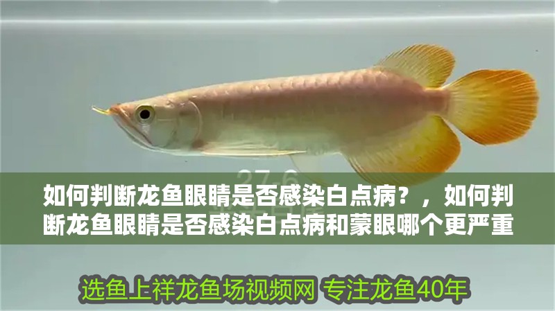 如何判斷龍魚眼睛是否感染白點病？，如何判斷龍魚眼睛是否感染白點病和蒙眼哪個更嚴重