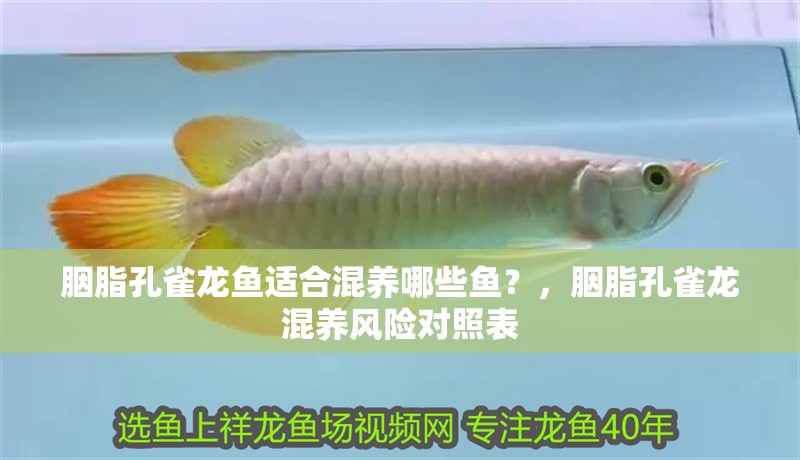 胭脂孔雀龍魚適合混養哪些魚?,胭脂孔雀龍混養風險對照表