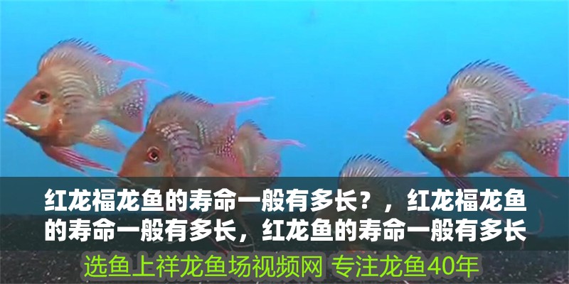 紅龍福龍魚的壽命一般有多長？，紅龍福龍魚的壽命一般有多長，紅龍魚的壽命一般有多長