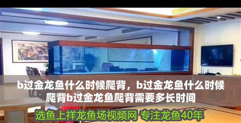 b過金龍魚什么時候爬背，b過金龍魚什么時候爬背b過金龍魚爬背需要多長時間