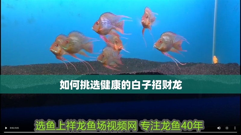 如何挑選健康的白子招財龍