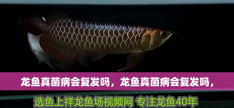 龍魚真菌病會復發嗎，龍魚真菌病會復發嗎，