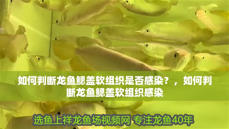 如何判斷龍魚鰓蓋軟組織是否感染？，如何判斷龍魚鰓蓋軟組織感染