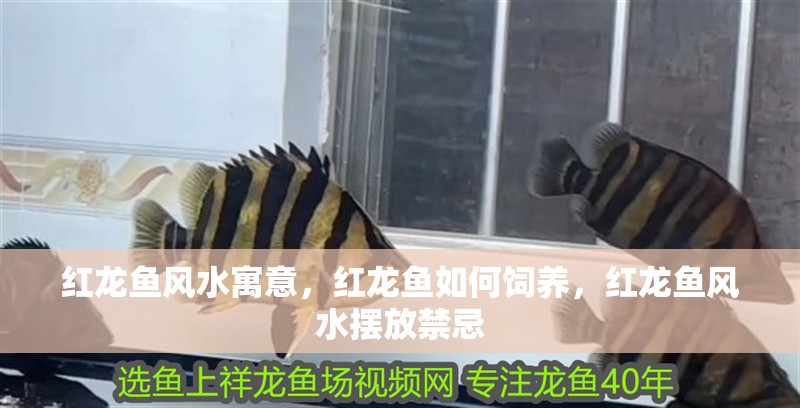 紅龍魚風水寓意，紅龍魚如何飼養，紅龍魚風水擺放禁忌