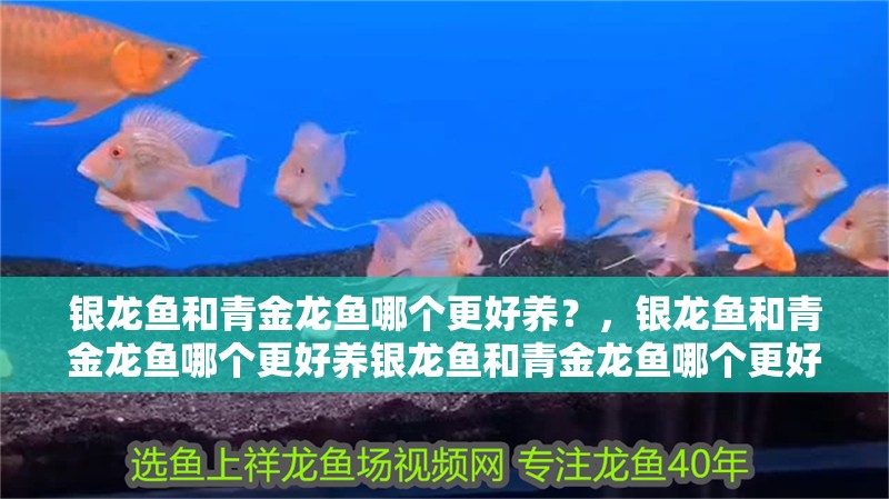 銀龍魚和青金龍魚哪個更好養？，銀龍魚和青金龍魚哪個更好養銀龍魚和青金龍魚哪個更好養