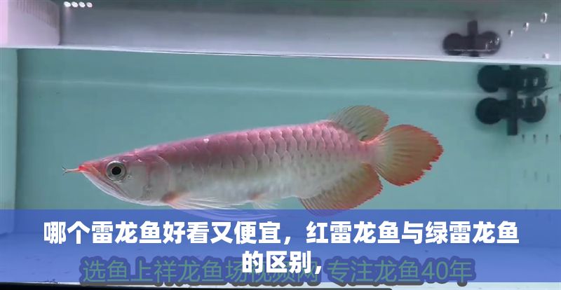 哪個雷龍魚好看又便宜，紅雷龍魚與綠雷龍魚的區別， 哪個雷龍魚好看又便宜，紅雷龍魚與綠雷龍魚的區別， 龍魚百科 第2張