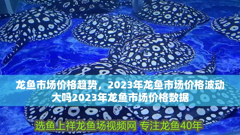 龍魚市場價格趨勢，2023年龍魚市場價格波動大嗎2023年龍魚市場價格數據
