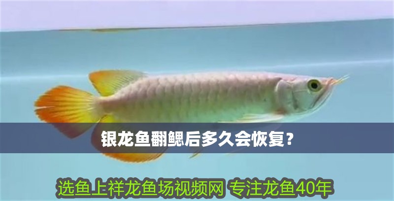 銀龍魚翻鰓后多久會恢復？
