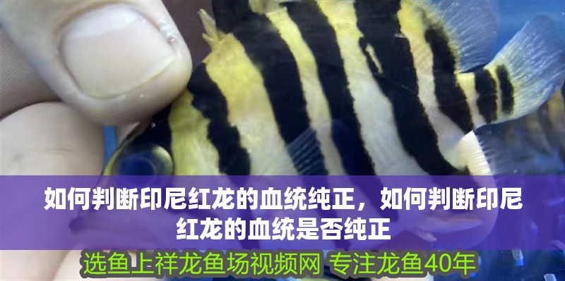 如何判斷印尼紅龍的血統(tǒng)純正，如何判斷印尼紅龍的血統(tǒng)是否純正