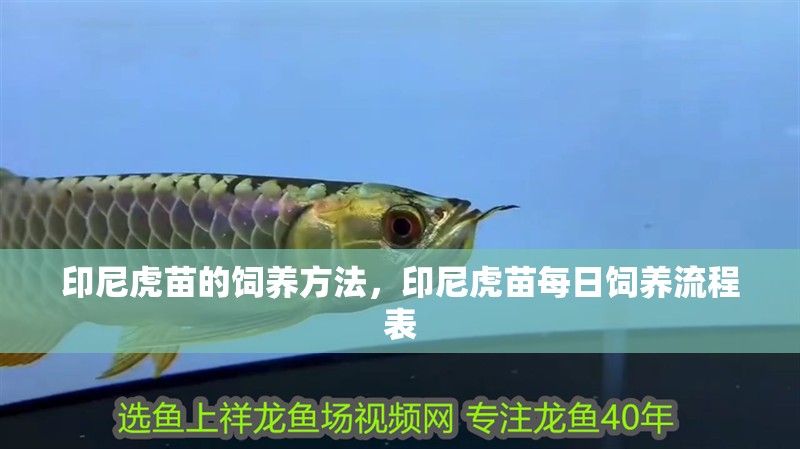 印尼虎苗的飼養方法，印尼虎苗每日飼養流程表