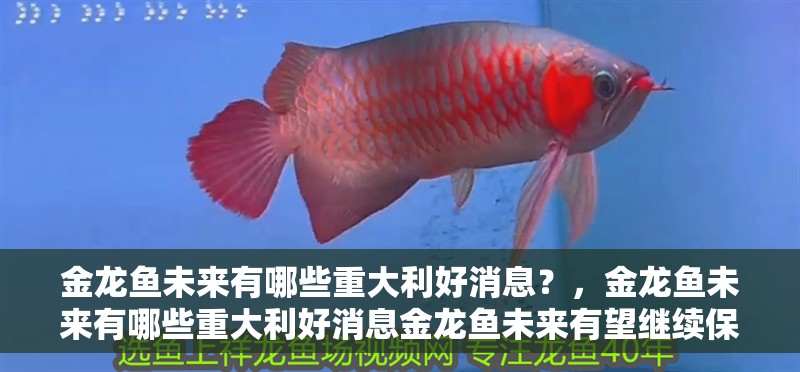金龍魚未來有哪些重大利好消息？，金龍魚未來有哪些重大利好消息金龍魚未來有望繼續保持穩健增長