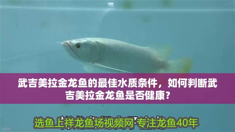 武吉美拉金龍魚(yú)的最佳水質(zhì)條件，如何判斷武吉美拉金龍魚(yú)是否健康？