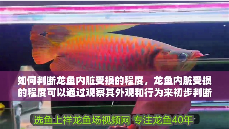 如何判斷龍魚內(nèi)臟受損的程度，龍魚內(nèi)臟受損的程度可以通過(guò)觀察其外觀和行為來(lái)初步判斷