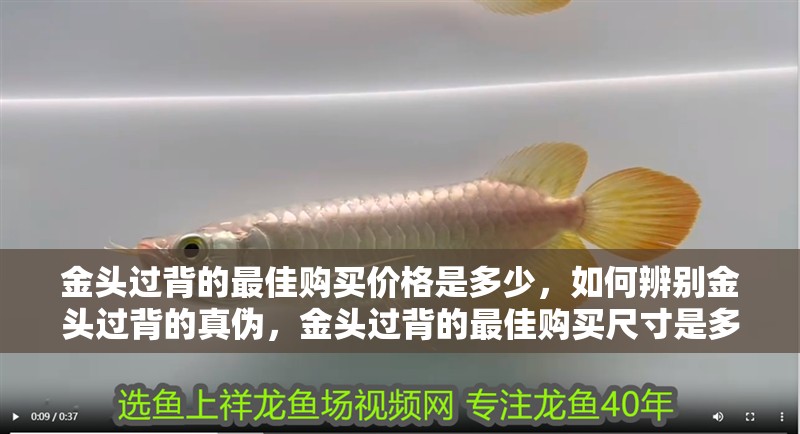 金頭過背的最佳購(gòu)買價(jià)格是多少，如何辨別金頭過背的真?zhèn)危痤^過背的最佳購(gòu)買尺寸是多少