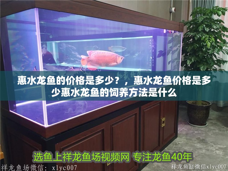 惠水龍魚的價格是多少？，惠水龍魚價格是多少惠水龍魚的飼養(yǎng)方法是什么