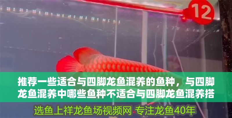 推薦一些適合與四腳龍魚混養的魚種，與四腳龍魚混養中哪些魚種不適合與四腳龍魚混養搭配清單