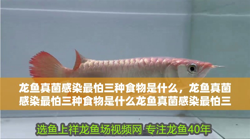 龍魚真菌感染最怕三種食物是什么，龍魚真菌感染最怕三種食物是什么龍魚真菌感染最怕三種食物是什么