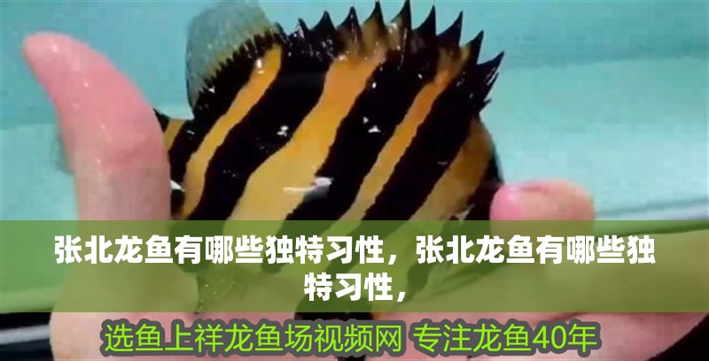 張北龍魚有哪些獨特習性,張北龍魚有哪些獨特習性,