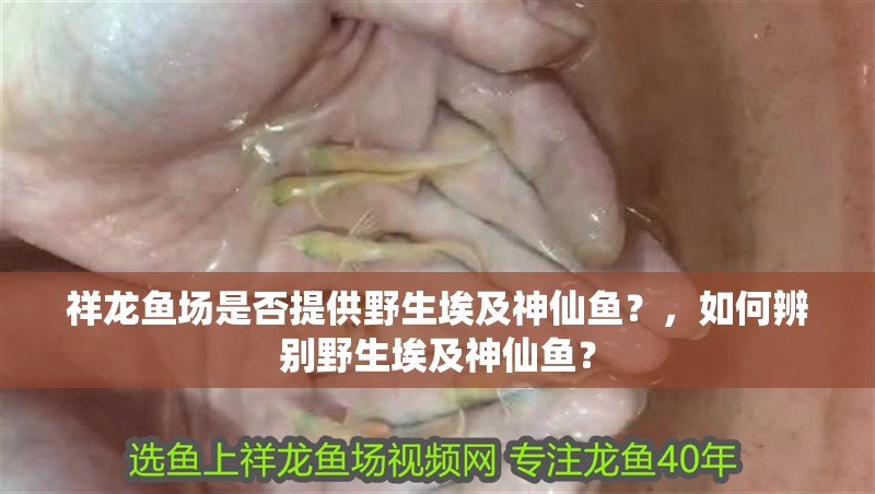 祥龍魚場是否提供野生埃及神仙魚？，如何辨別野生埃及神仙魚？