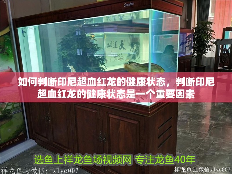 如何判斷印尼超血紅龍的健康狀態，判斷印尼超血紅龍的健康狀態是一個重要因素